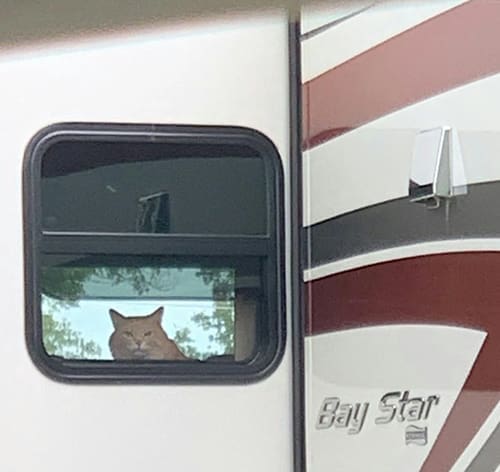 Traveling With Cats